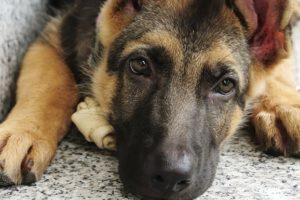 Perros héroes anónimos en la historia mundial