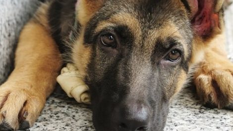 Perros héroes anónimos en la historia mundial