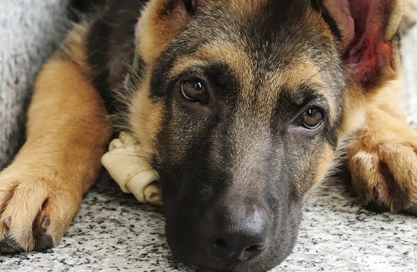 Perros héroes anónimos en la historia mundial