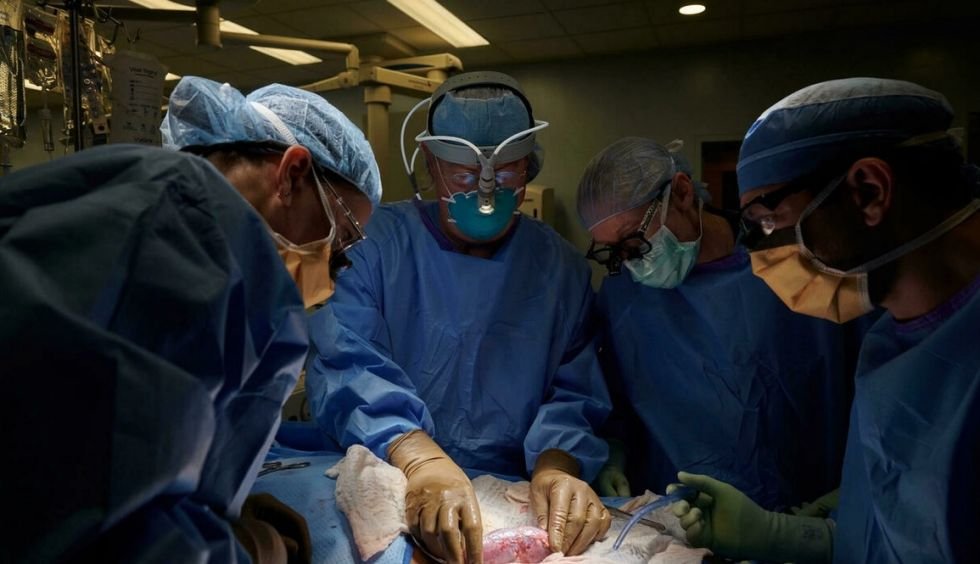 Trasplante de riñón de cerdo en paciente humano
