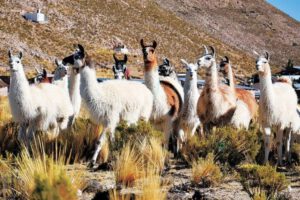 Producción de camélidos en Bolivia