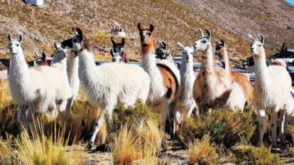 Producción de camélidos en Bolivia