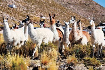 Producción de camélidos en Bolivia