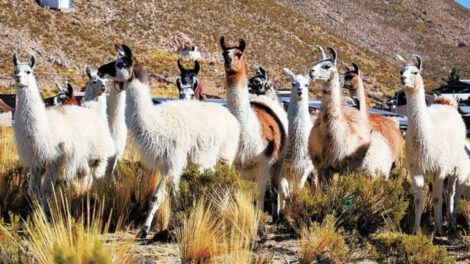 Producción de camélidos en Bolivia