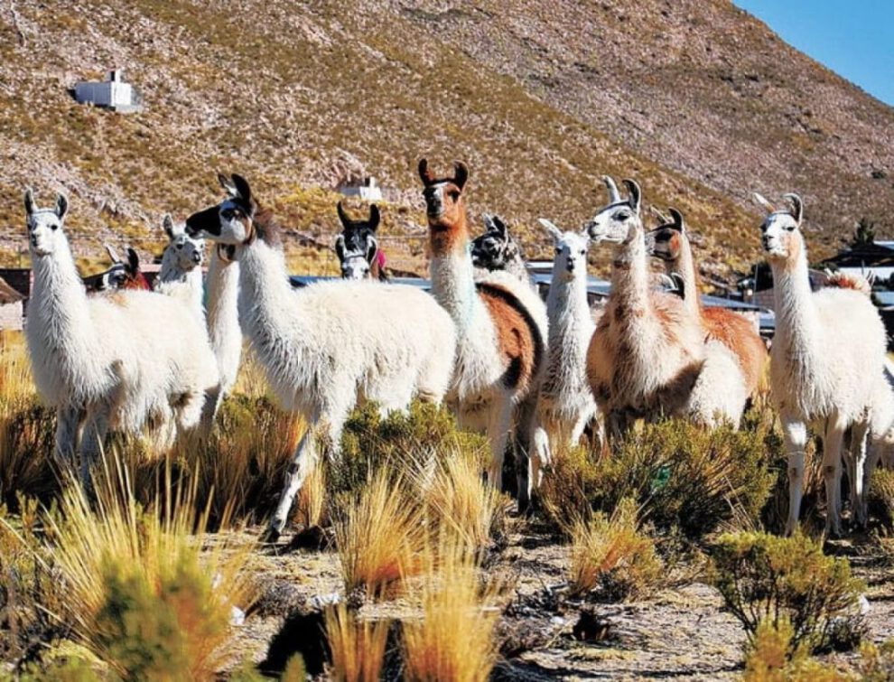 Producción de camélidos en Bolivia