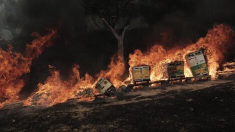 Cuerpos carbonizados de migrantes encontrados en el bosque de Dadia