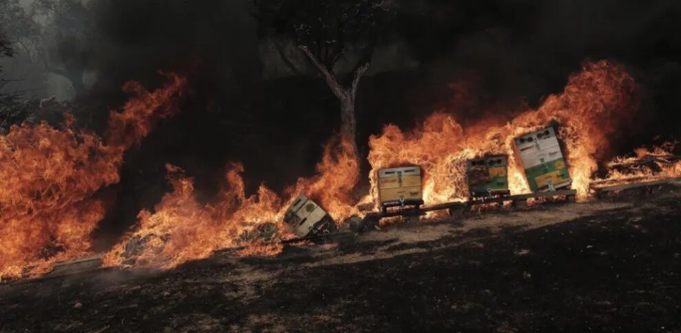Cuerpos carbonizados de migrantes encontrados en el bosque de Dadia