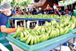 Exportación de bananas a Argentina en yuanes