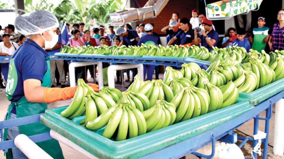 Exportación de bananas a Argentina en yuanes