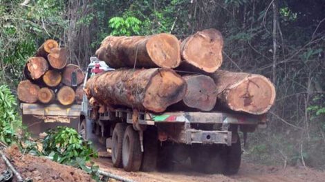 Deforestación relacionada con la producción de soja en Bolivia