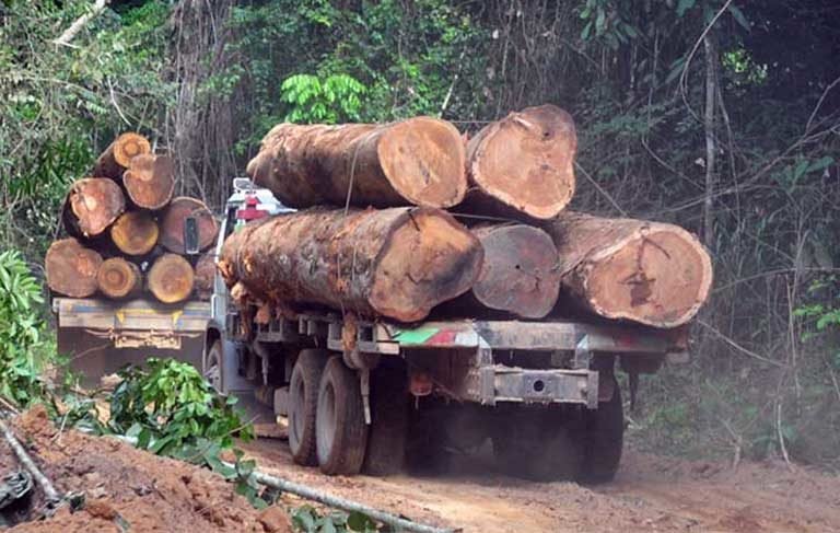 Deforestación relacionada con la producción de soja en Bolivia