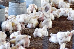 Pérdidas económicas avícolas por bloqueo en Buena Vista