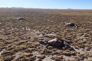 Caza furtiva en Quillacas: Encuentran 35 vicuñas muertas