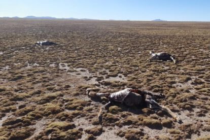 Caza furtiva en Quillacas: Encuentran 35 vicuñas muertas