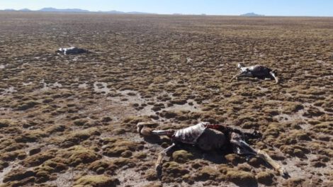 Caza furtiva en Quillacas: Encuentran 35 vicuñas muertas