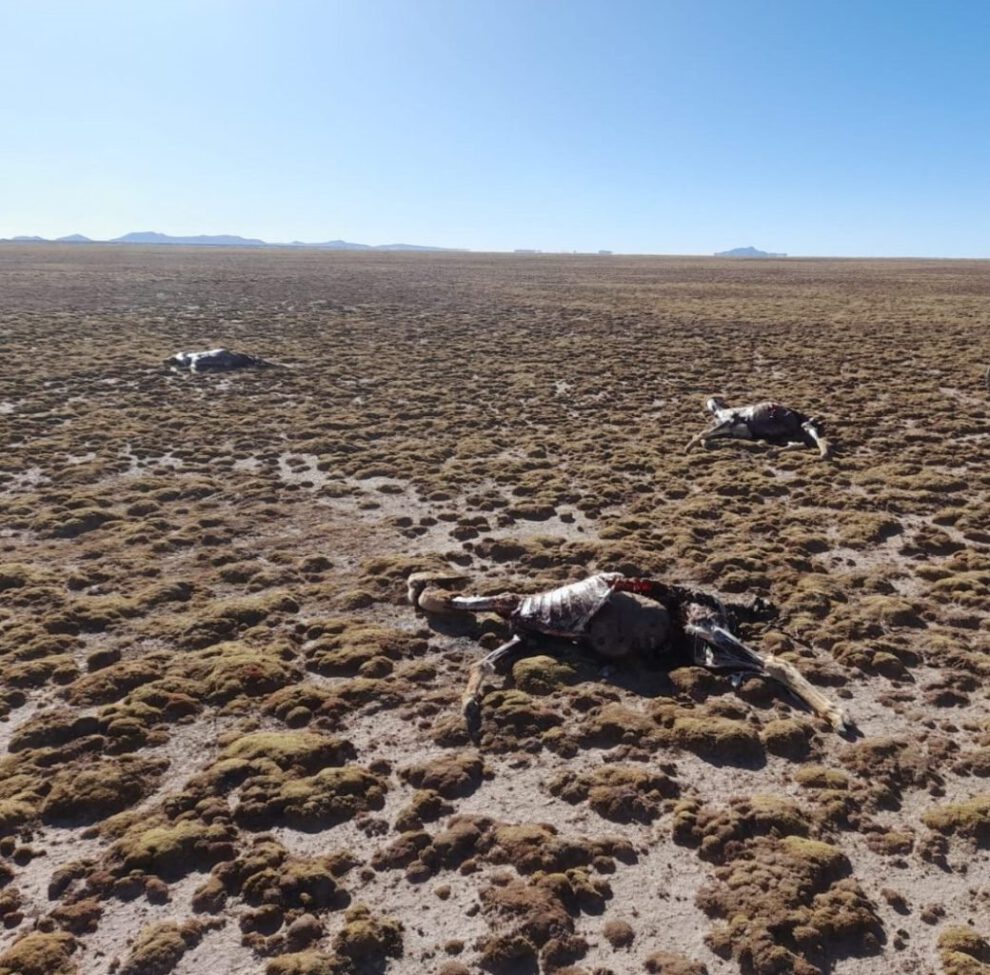 Caza furtiva en Quillacas: Encuentran 35 vicuñas muertas