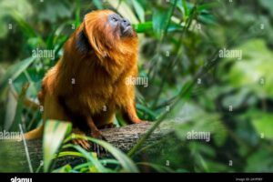 Animales terrestres extraños en el mundo