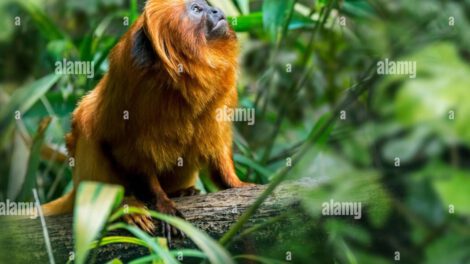 Animales terrestres extraños en el mundo