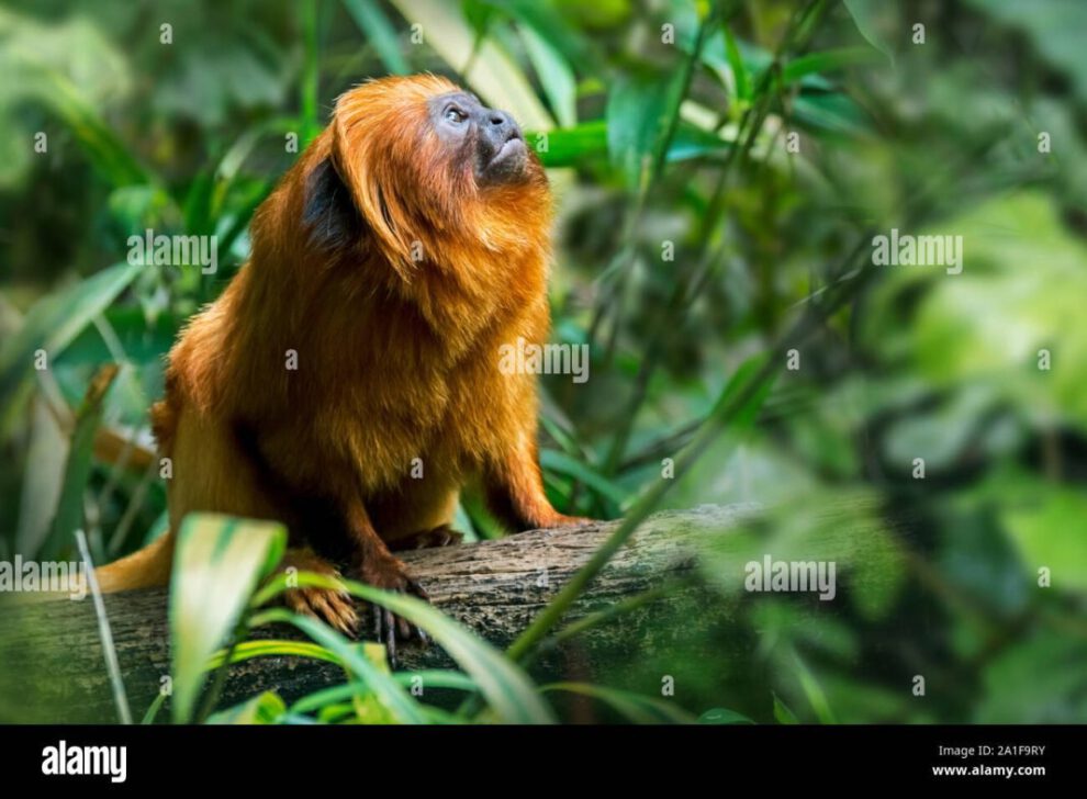 Animales terrestres extraños en el mundo