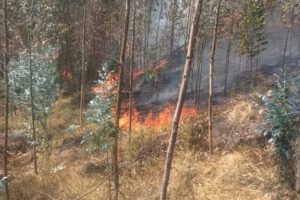 Incendio forestal en Quime