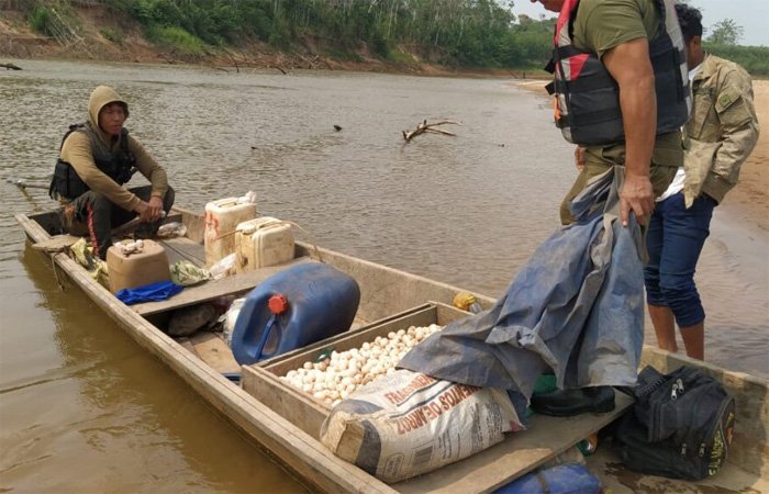 Tráfico ilegal de huevos de tortuga en Bolivia
