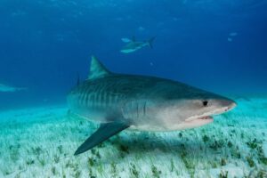 Impacto del calentamiento de los océanos en los tiburones tigre