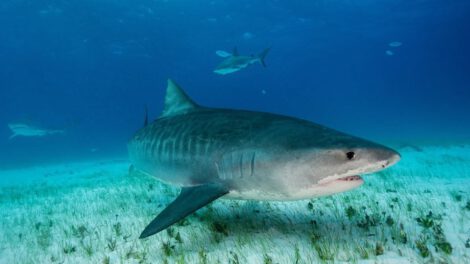 Impacto del calentamiento de los océanos en los tiburones tigre
