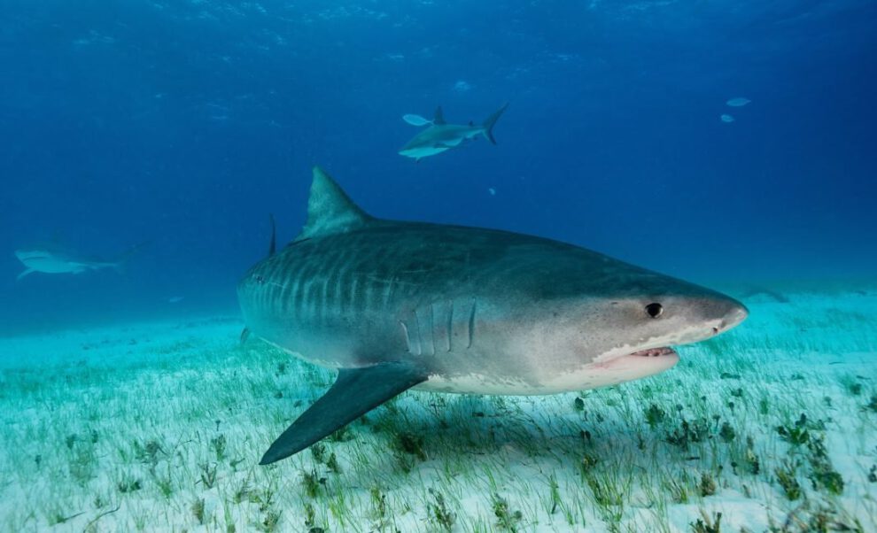 Impacto del calentamiento de los océanos en los tiburones tigre