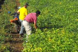Producción de soya en Bolivia