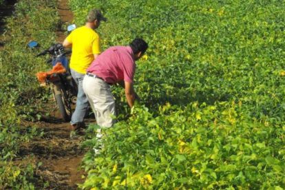 Producción de soya en Bolivia