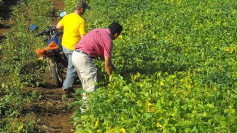 Producción de soya en Bolivia