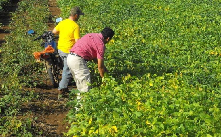 Producción de soya en Bolivia