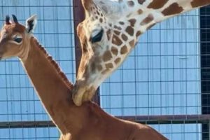 jirafa sin manchas en zoológico de Tennessee