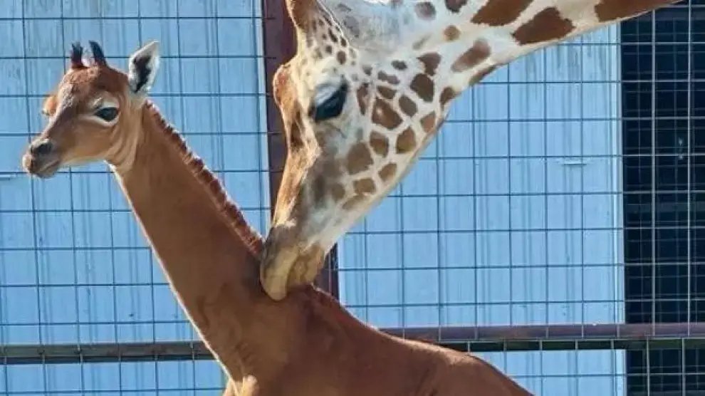 jirafa sin manchas en zoológico de Tennessee
