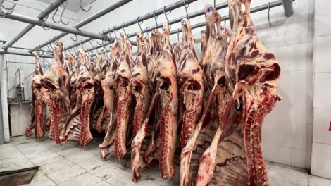 Exportaciones de carne y leche a Chile desde Bolivia