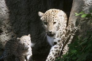 Leopardo de Arabia en peligro crítico