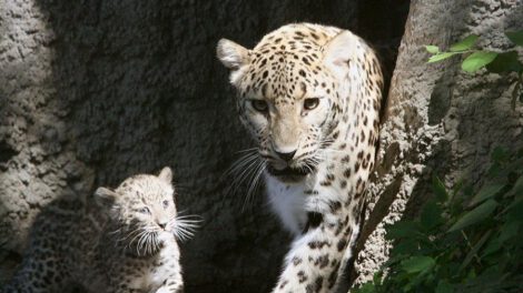 Leopardo de Arabia en peligro crítico