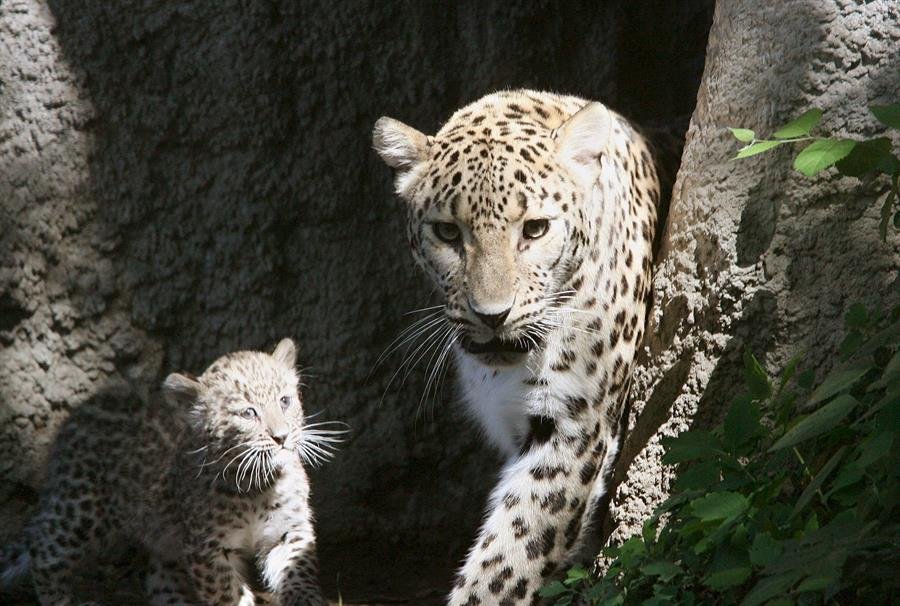 Leopardo de Arabia en peligro crítico