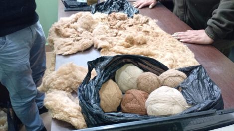 Fibra de vicuña ilegal en feria San Luis de El Alto
