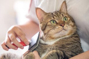Hongo Sporothrix brasiliensis y su contagio desde gatos