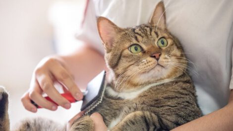 Hongo Sporothrix brasiliensis y su contagio desde gatos