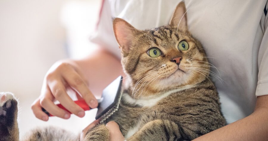 Hongo Sporothrix brasiliensis y su contagio desde gatos