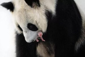 Nacimiento de oso panda en cautiverio en el Zoológico de Moscú