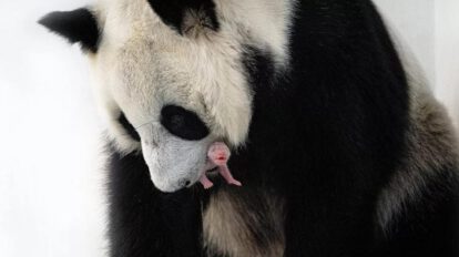 Nacimiento de oso panda en cautiverio en el Zoológico de Moscú