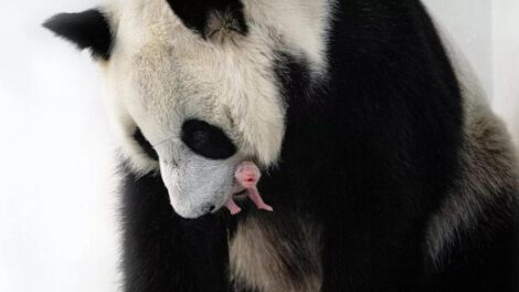 Nacimiento de oso panda en cautiverio en el Zoológico de Moscú