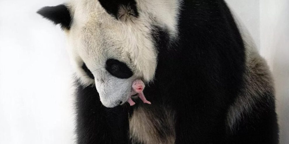 Nacimiento de oso panda en cautiverio en el Zoológico de Moscú