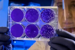 Células madre en el timo, clave para entender el cáncer y enfermedades inmunológicas