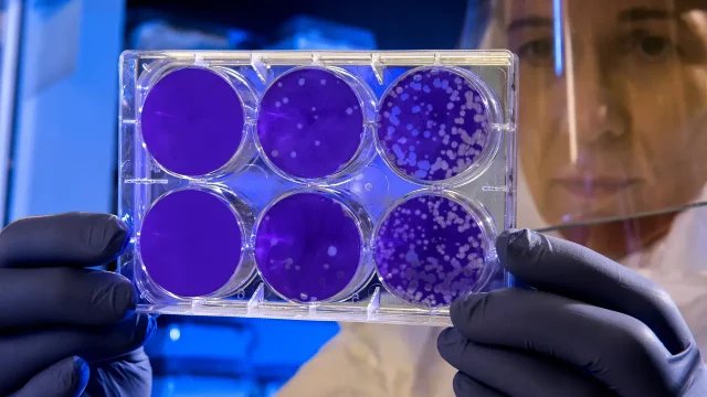 Células madre en el timo, clave para entender el cáncer y enfermedades inmunológicas