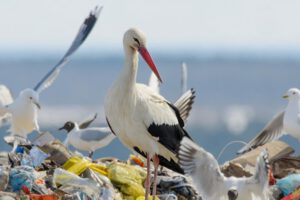 Pollos de cigüeña blanca en vertederos urbanos
