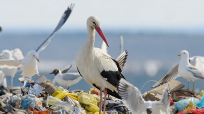 Pollos de cigüeña blanca en vertederos urbanos